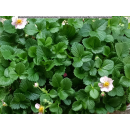 Erdbeere - Fragaria x ananassa "Pinkana" - rob