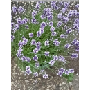Lavandula ( Lavendel ) - angustifolia - T16