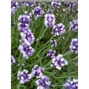 Lavandula ( Lavendel ) - angustifolia - T16