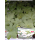 Storchschnabel (Geranium macrorrhizum) White Ness