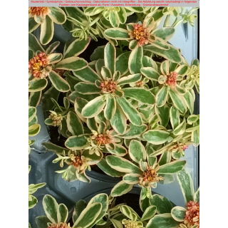 Sedum takesimense (Korea-Fettblatt) Atlantis