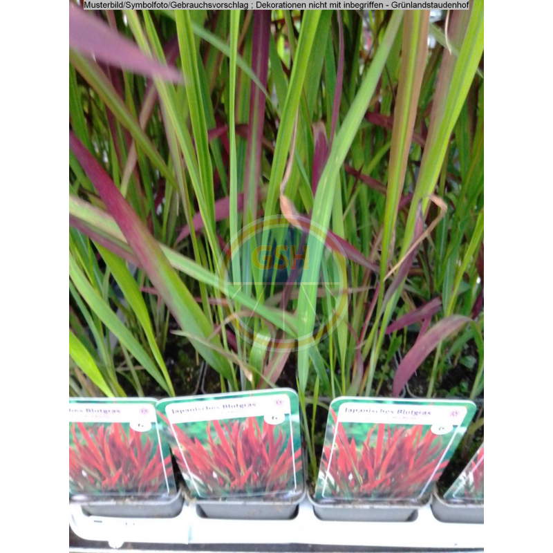 Japanisches Blutgras 'Red Baron' – Mehrjähriges Ziergras, 9x9 Cm Topf, Für Beet & Kübel