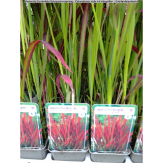 Imperata cylindrica (Japanisches Blutgras) 'Red Baron'