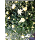 Chrysanthemum (Chrysantheme) - weiß