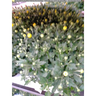 Chrysanthemum (Chrysantheme) - gelb