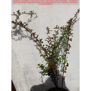 Berberis vulgaris (Sauerdorn / Gemeine Berberitze)