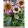 Echinacea (Sonnenhut) - rosa