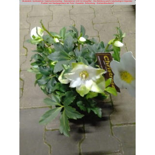 Helleborus niger (Christrose, Schneerose) - weiß - P16