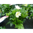Helleborus niger (Christrose, Schneerose) - weiß - P16