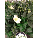 Helleborus niger (Christrose, Schneerose) - weiß - P16
