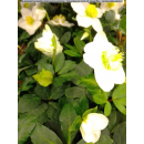 Helleborus niger (Christrose, Schneerose) - weiß - P16