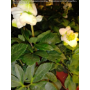 Helleborus niger (Christrose, Schneerose) - weiß