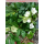 Helleborus niger (Christrose, Schneerose) - weiß - P16