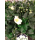 Helleborus niger (Christrose, Schneerose) - weiß