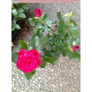 Zwergrose rot 20/25