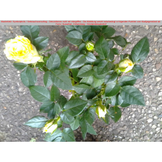 Zwergrose gelb 20/25