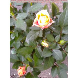 Zwergrose orange/gelb 20/25