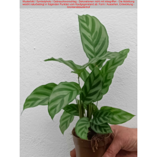 Calathea
