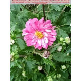 Anemone hupehensis (Herbst-Anemone) - gefüllt - rosa
