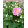 Anemone hupehensis (Herbst-Anemone) - gefüllt - rosa