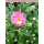 Anemone hupehensis (Herbst-Anemone) - gefüllt - rosa