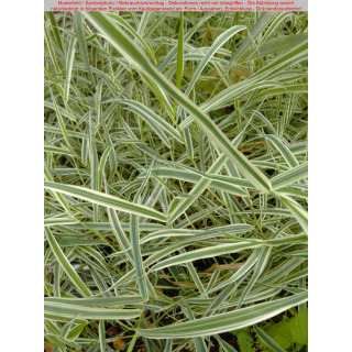 Phalaris arundinacea (Rohrglanzgras, Glanzgras, Garten-Rohr-Glanzgras) Picta