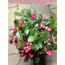 Gaultheria procumbens (Rote Teppichbeere)