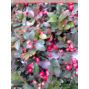 Gaultheria procumbens (Rote Teppichbeere)