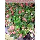 Gaultheria procumbens (Rote Teppichbeere)
