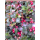 Gaultheria procumbens (Rote Teppichbeere)