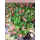 Gaultheria procumbens (Rote Teppichbeere)