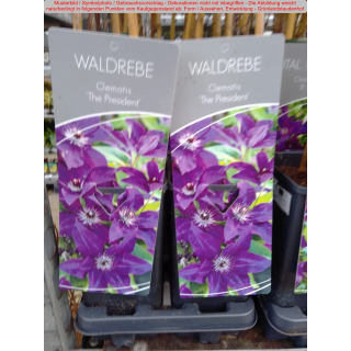Clematis (Großblumige Waldrebe) The President