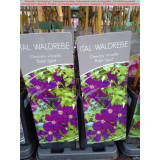 Clematis (Waldrebe) Polish Spirit