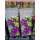 Clematis (Waldrebe) Polish Spirit