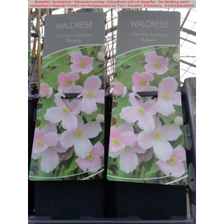 Clematis (Waldrebe) montana Rubens