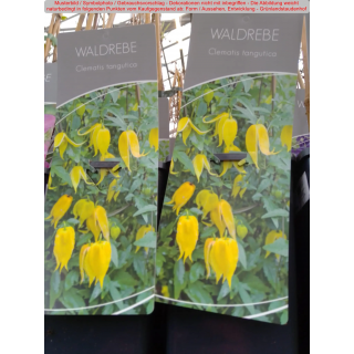 Clematis (Gold - Mongolische Waldrebe) tangutica