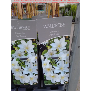 Clematis x cultorum ( Großblumige Waldrebe ) Apollonia
