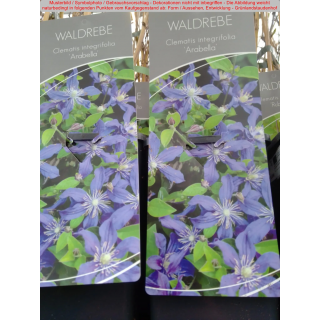 Clematis (Waldrebe) integrifolia Arabella