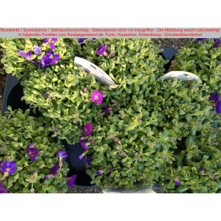 Aubrieta  (Blaukissen) Audrey Blue Shades