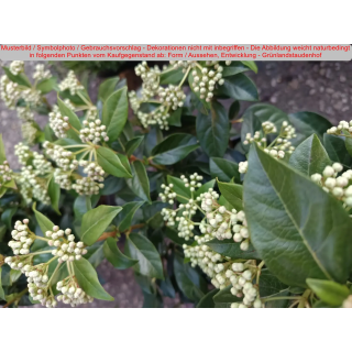 Viburnum tinus (Lorbeerblättriger Schneeball) - T16 40-50