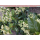 Viburnum tinus (Lorbeerblättriger Schneeball) - T16 40-50