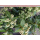 Viburnum tinus (Lorbeerblättriger Schneeball) - T16 40-50