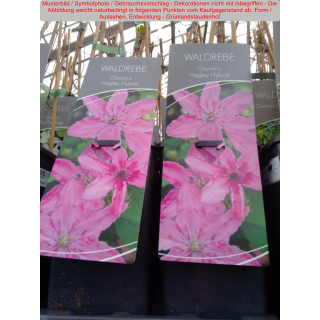 Clematis (Waldrebe) Hagley Hybrid
