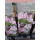 Clematis (Waldrebe) Margaret Hunt