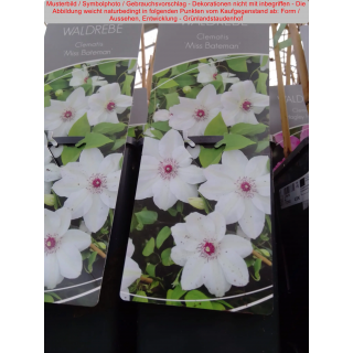 Clematis (Waldrebe) Hybride Miss Bateman