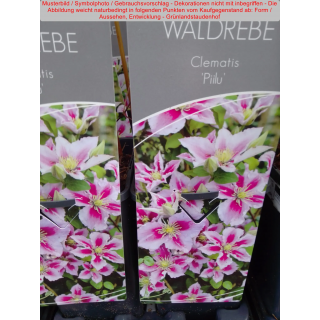 Clematis (Waldrebe) Piilu