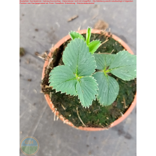 Erdbeere - Fragaria x ananassa "Lucida Perfecta"