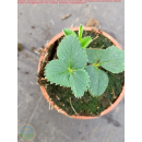Erdbeere - Fragaria x ananassa "Lucida Perfecta"