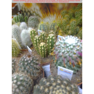 Kakteen (gemischt) - 6er Set - Modell 2