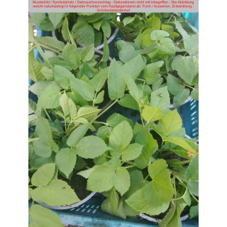 Giersch (Aegopodium podagraria) P12